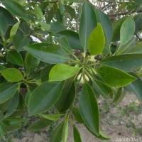 Bruguiera cylindrica (L.) Blume